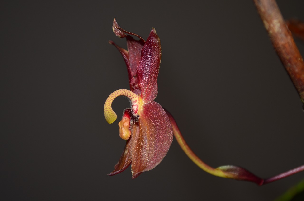El Gobierno nacional lleva 45 años protegiendo miles de especies de flora silvestre y eso no va a cambiar: Minambiente