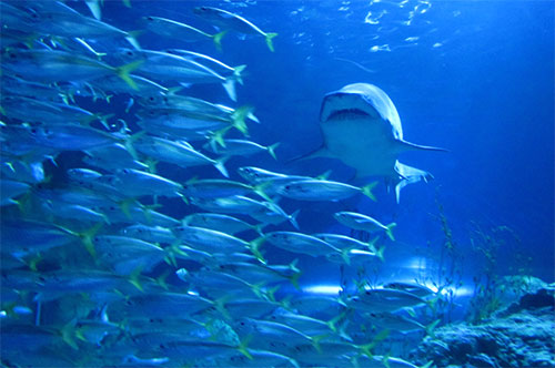 Gobierno Nacional publica proyecto de Decreto que prohíbe la exportación e importación de tiburones, rayas marinas y quimeras