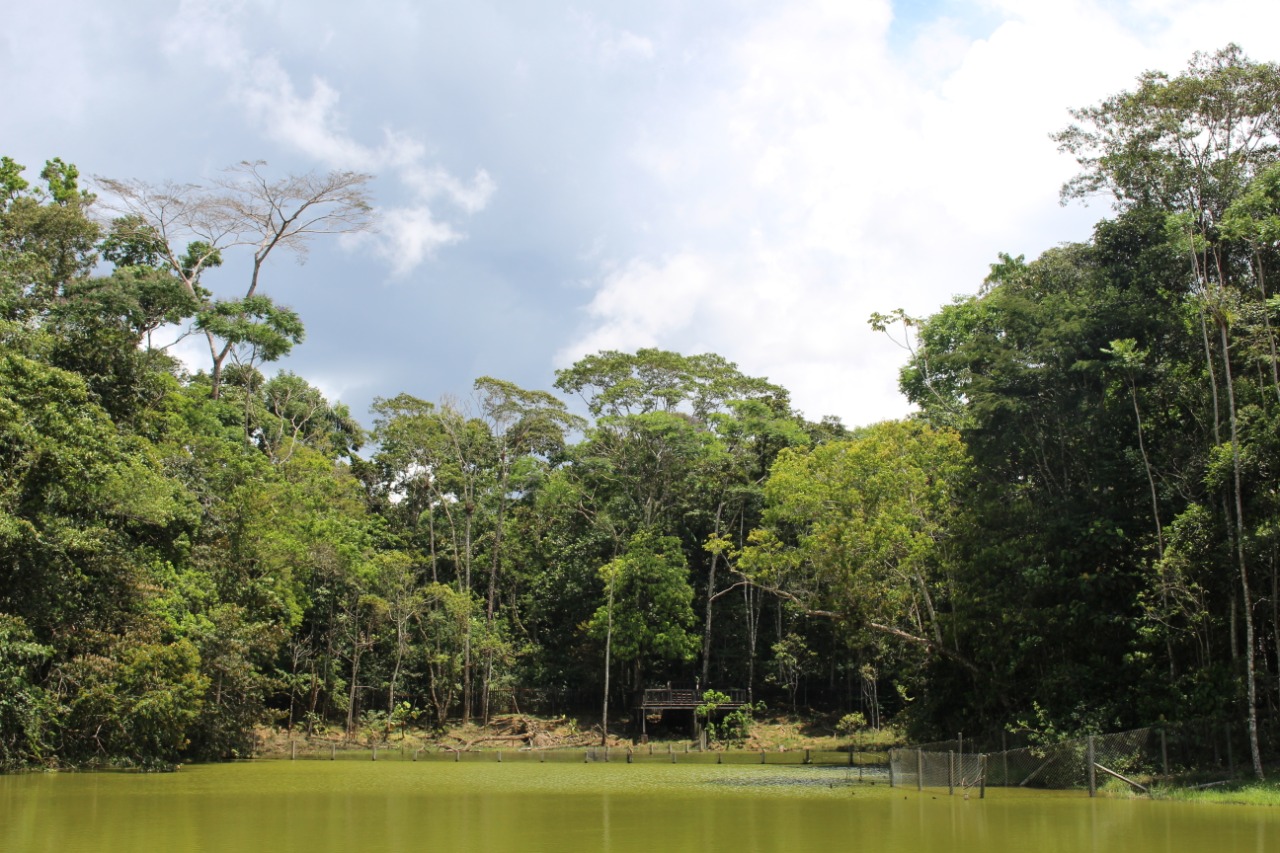 Llamado del Ministro de Ambiente a los habitantes de la Orinoquía, la Amazonía y el Pacífico para que denuncien la deforestación