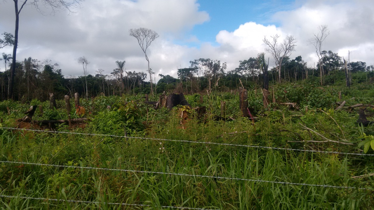 Minambiente destacó ejemplarizante multa a ocupante de baldío que deforestó más de 500 hectáreas en Guaviare