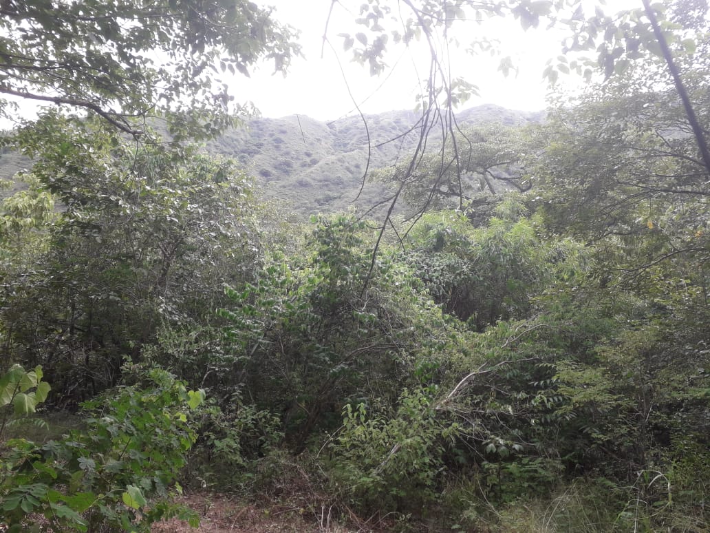 Minambiente impulsa acciones para la conservación del Bosque Seco Tropical en Colombia