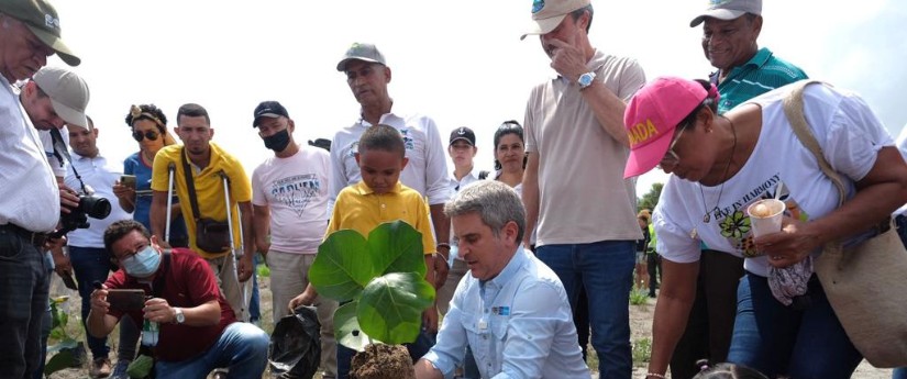 Se inició la siembra de 1.5 km de uva de playa para frenar la erosión costera en Ciénaga