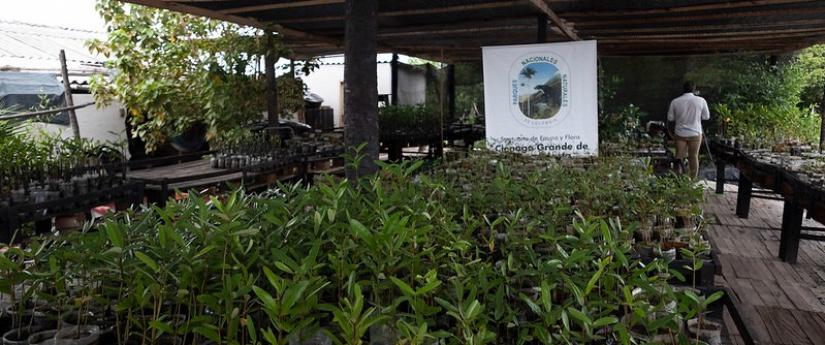 Plántulas que germinan en ecomacetas, la apuesta de un proyecto de restauración ecológica