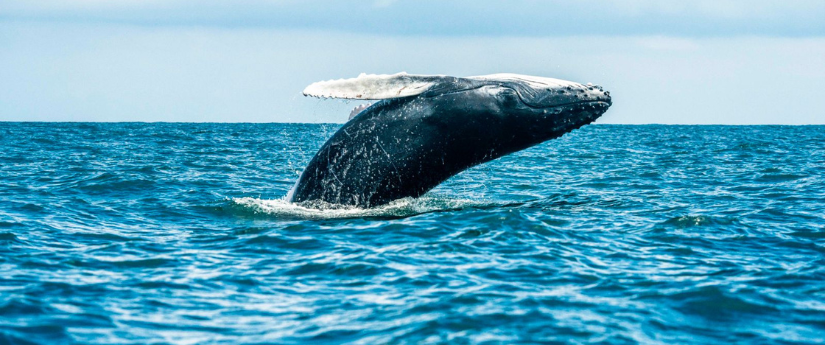 Ballenas jorobadas y delfines rosados, conozca más sobre estas especies y cómo cuidarlas