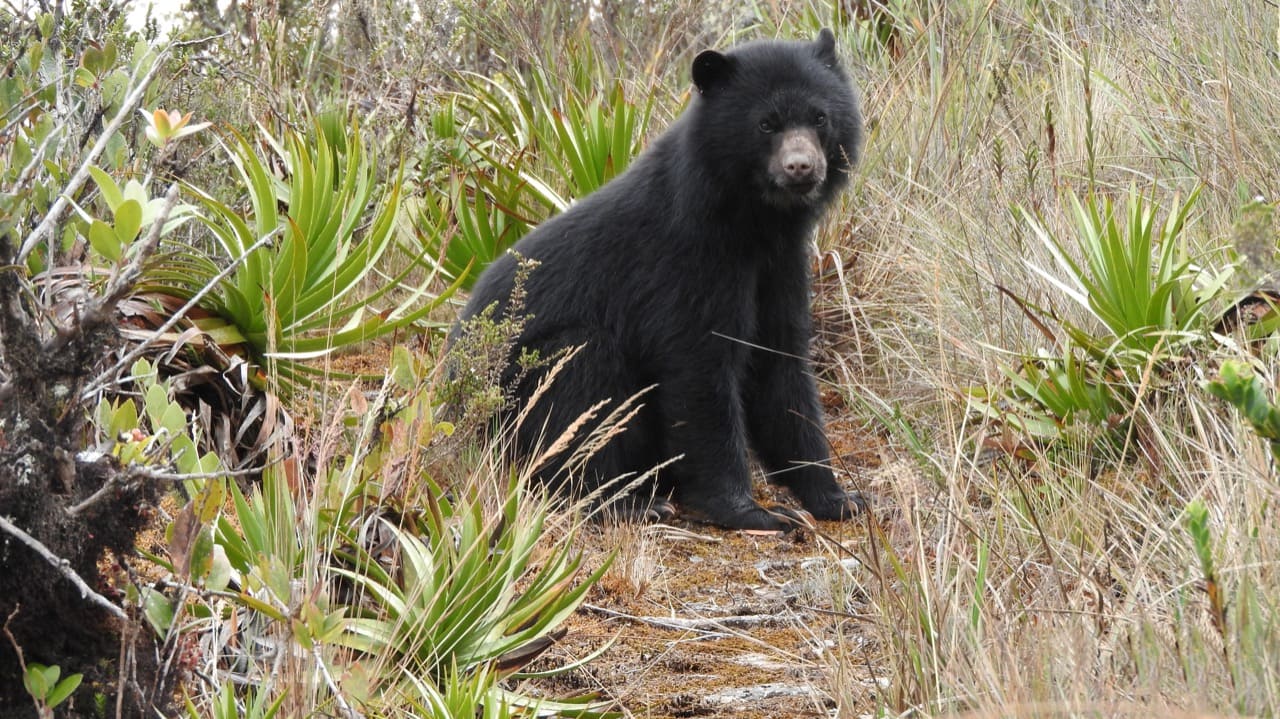 oso de anteojos en medio de un matorral