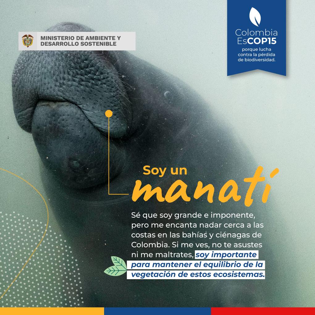 manatí bajo el agua