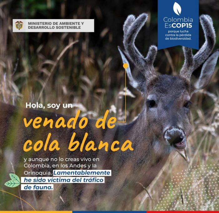 venado de cola blanca