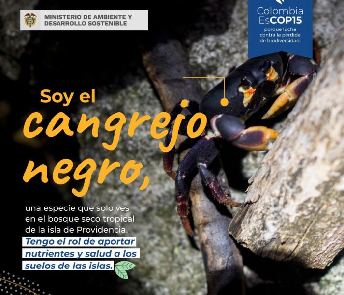 cangrejo negro