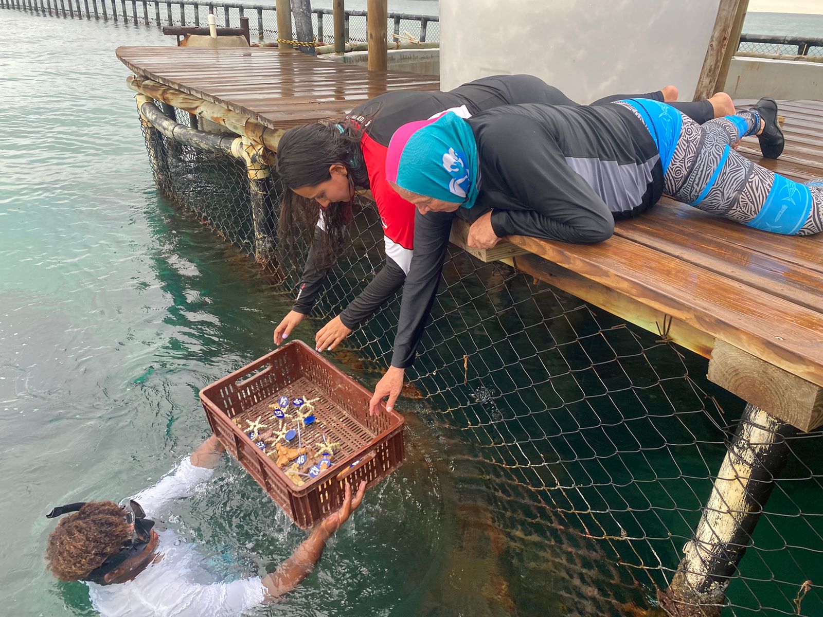 Corales son trasplantados para restaurar arrecifes en Isla Grande