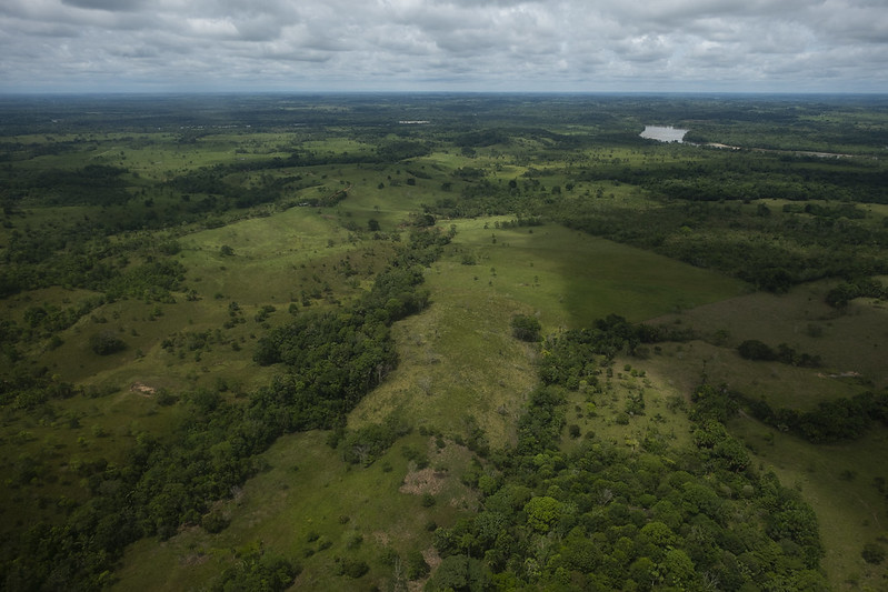 El 13 % de la deforestación anual del país está vinculada a cultivos de uso ilícito