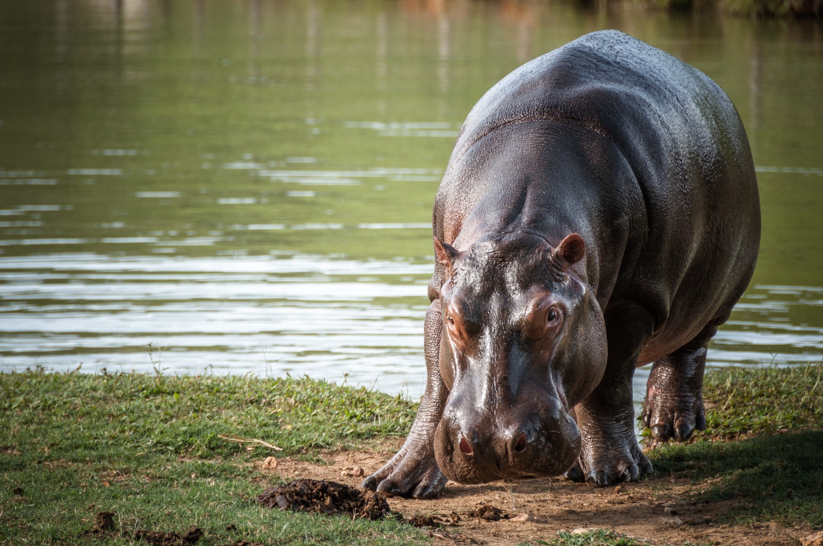 Minambiente adoptó plan para el manejo de hipopótamos por resolución y avanza en su implementación