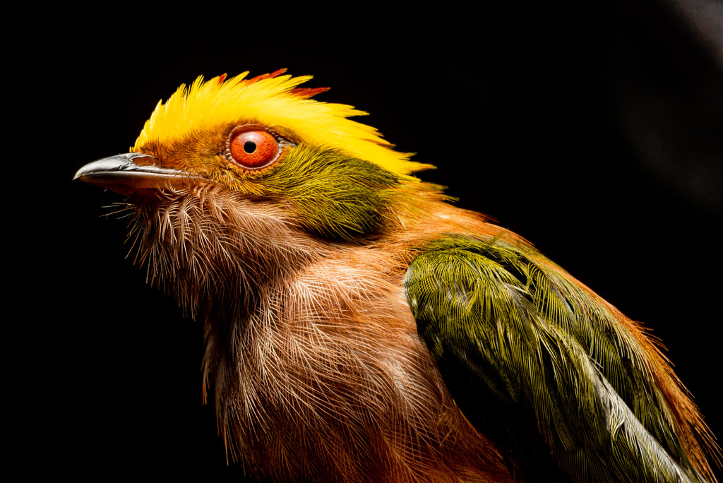Conoce cinco especies que pintan de colores la Amazonía colombiana