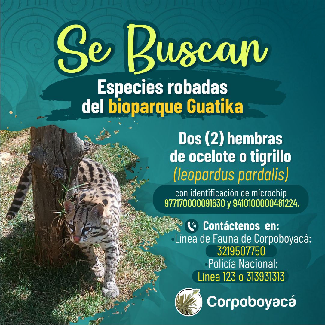Hasta $20 millones de recompensa por información que permita ubicar fauna hurtada de zoológico
