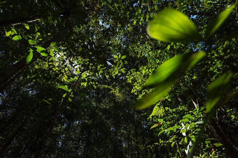 MinAmbiente administrará el RENARE