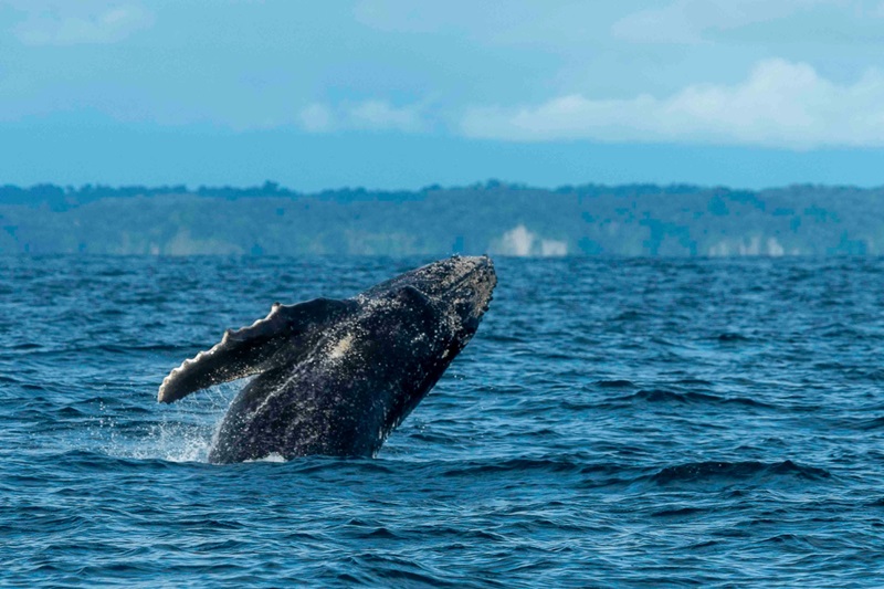 Buenas prácticas para el avistamiento responsable de ballenas en Colombia