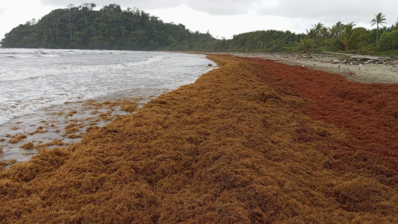 Alerta ambiental en Chocó: llegada masiva de sargazo amenaza ecosistemas y comunidades