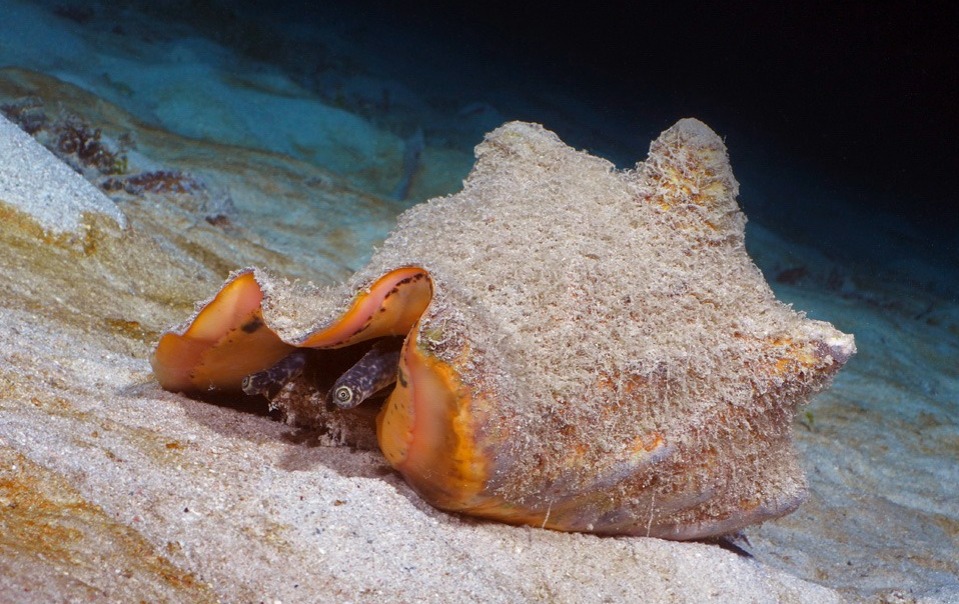 Inicia veda de caracol pala en el Archipiélago de San Andrés