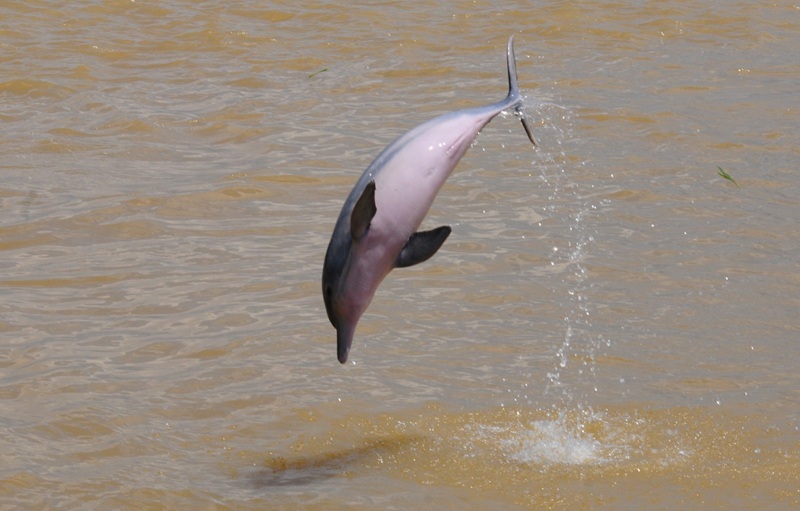 Colombia lidera propuesta internacional para conservar los delfines de río en Suramérica y Asia