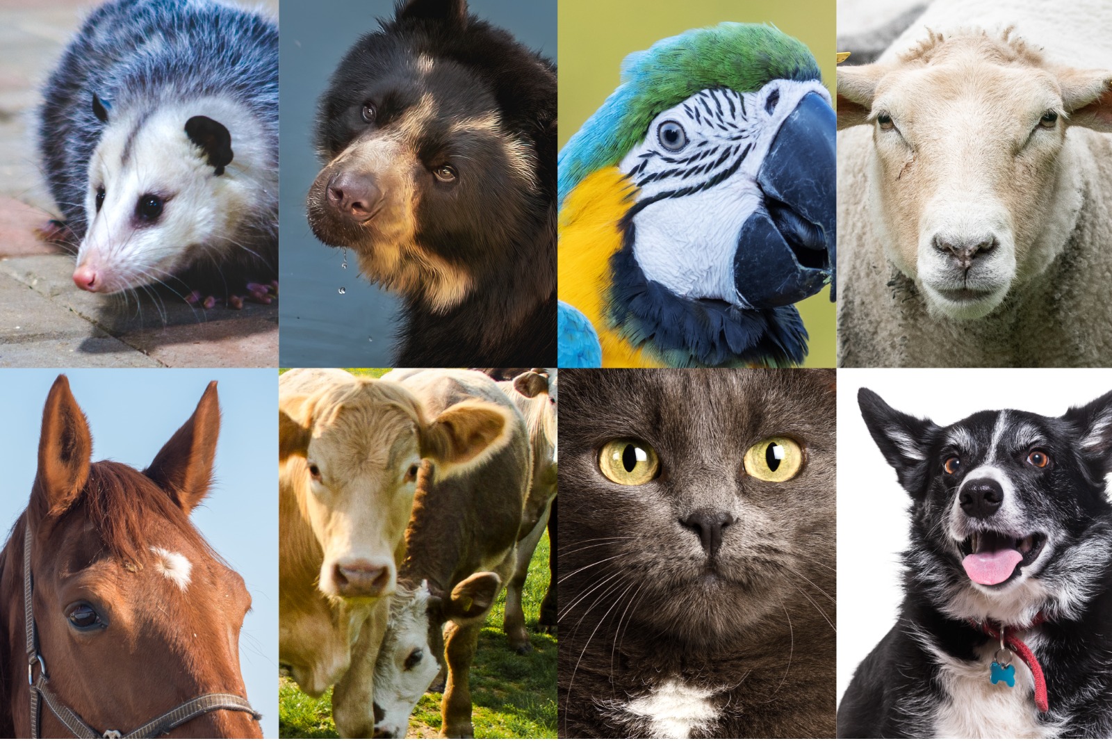 Ministra Lena Estrada anuncia creación del Sistema Nacional de Protección y Bienestar Animal