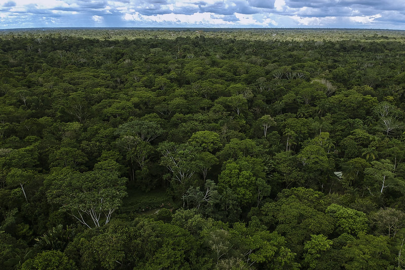 Alertas de deforestación en la  Amazonía cayeron 16% en segundo trimestre de este año