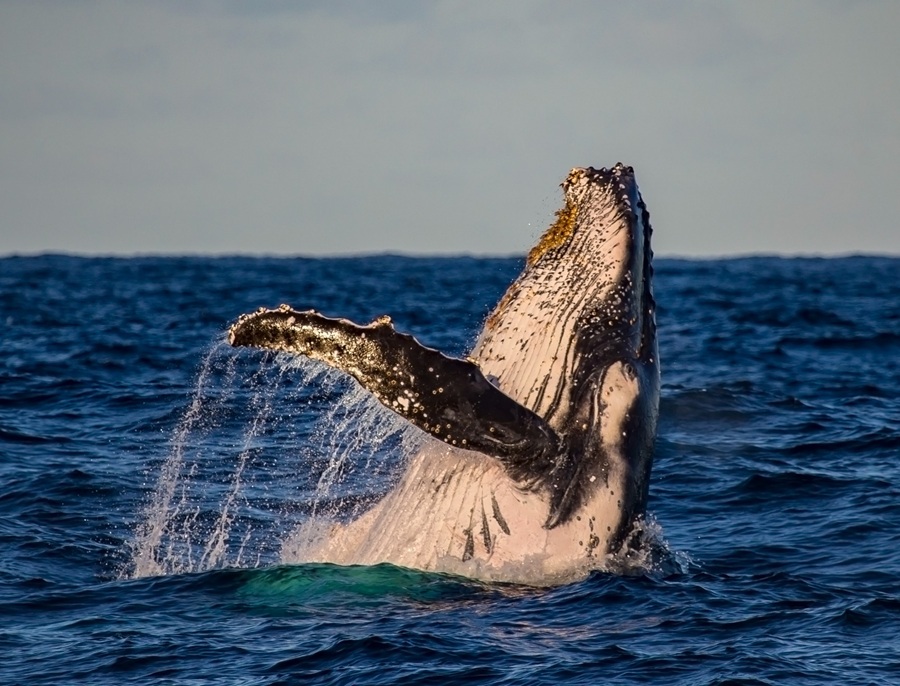 Gobierno emite lineamientos para fortalecer el avistamiento responsable de ballenas en el Pacífico colombiano